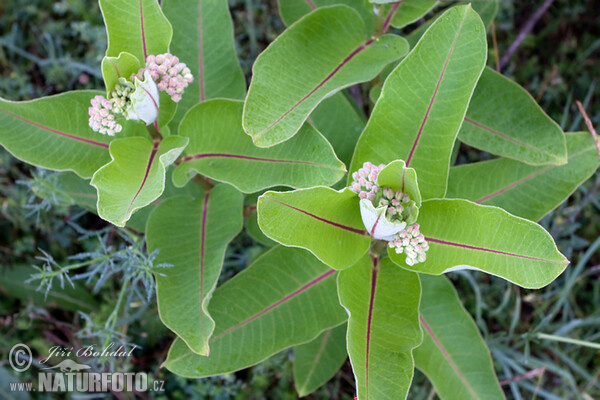 Asclepias syriaca