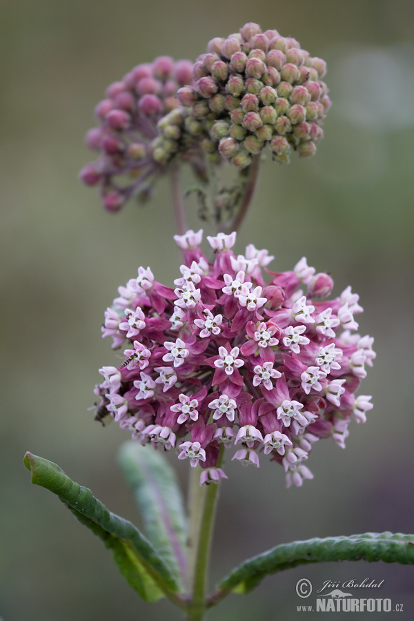 Asclepias syriaca