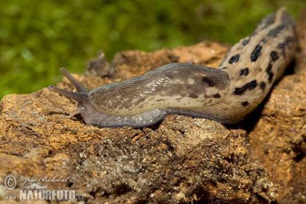 Ashy-grey Ash-black Slug (Limax cinereoniger)