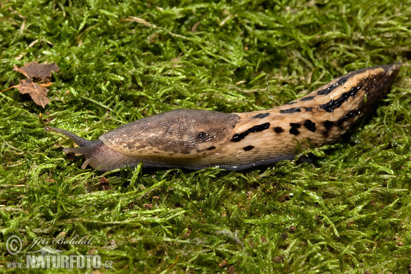 Ashy-grey Ash-black Slug (Limax cinereoniger)