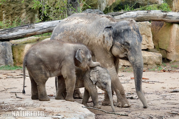 Asian Elephant (Elephas maximus)