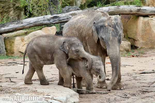 Asian Elephant (Elephas maximus)