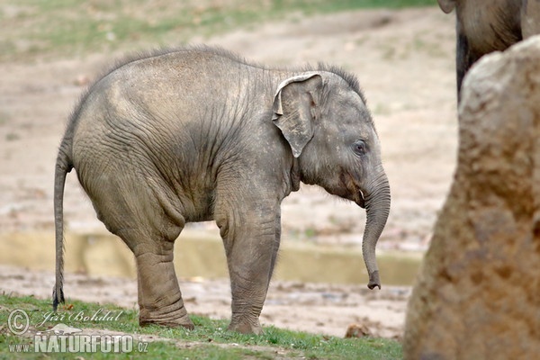 Asian Elephant (Elephas maximus)