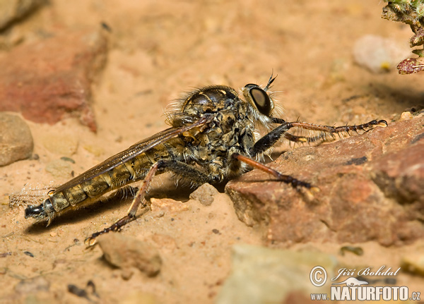 Asilidae sp.