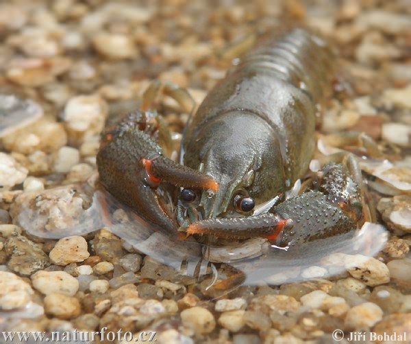 Astacus astacus