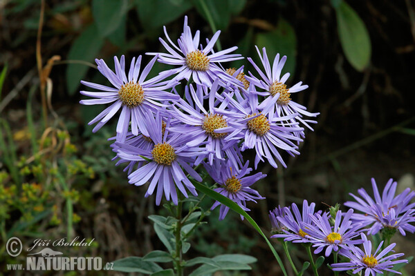 Aster amelle - Oeil de Christ