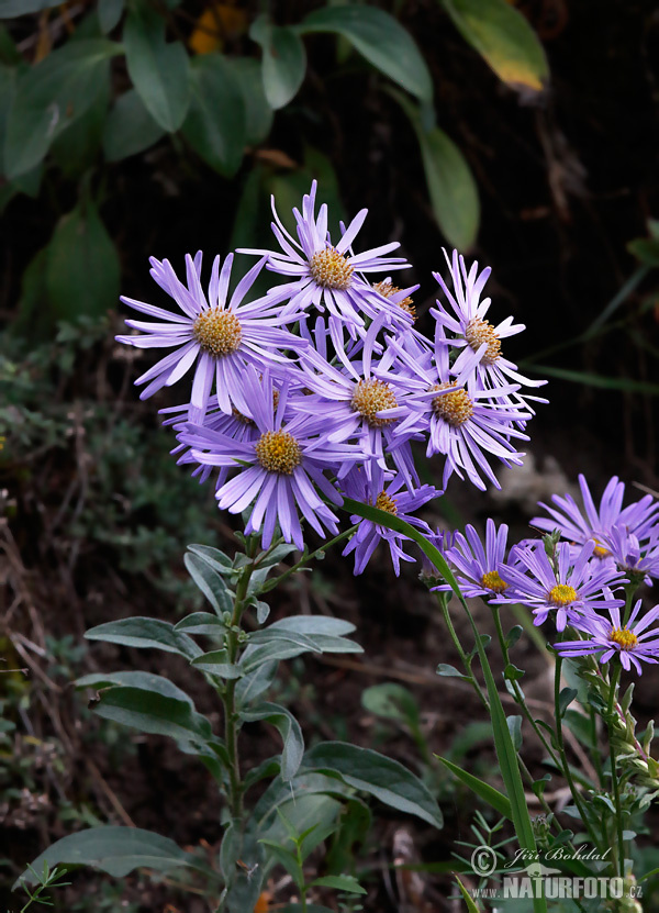 Aster amelle - Oeil de Christ