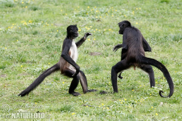 Macaco-aranha-de-Geoffroy (Ateles geoffroyi)