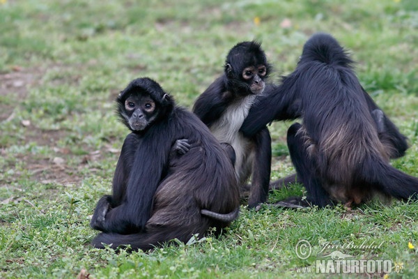 Macaco-aranha-de-Geoffroy (Ateles geoffroyi)