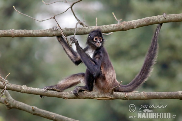 Macaco Aranha Geoffroys, Ateles Geoffroyi, Também Conhecido Como