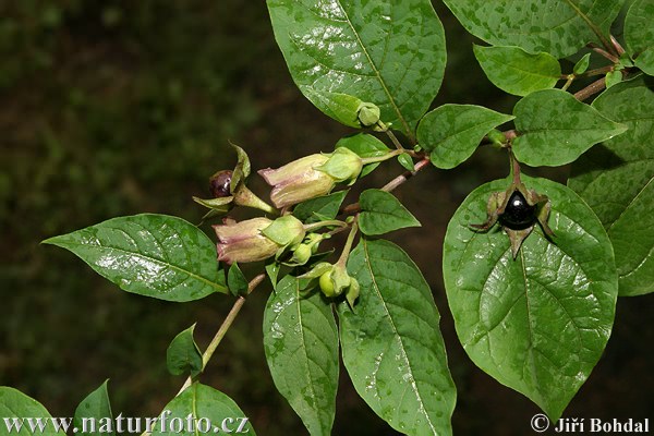 Atropa bella-donna