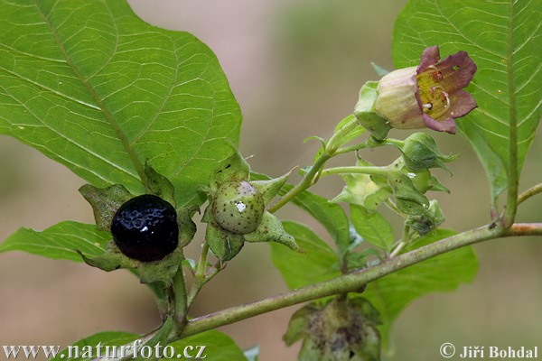 Atropa bella-donna