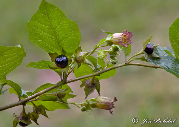 Atropa bella-donna