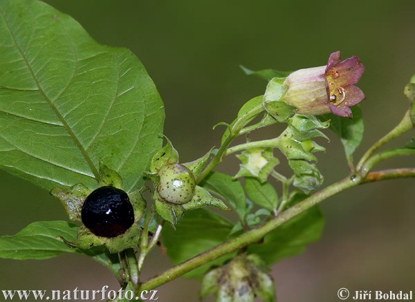 Atropa belladonna