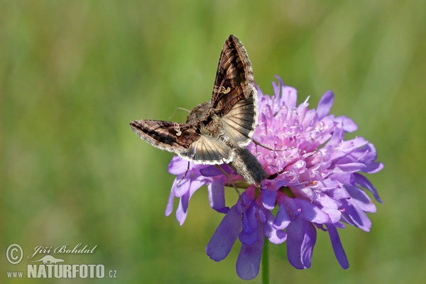 Autographa gamma