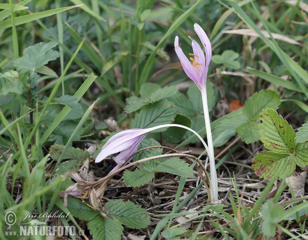 Autumn crocus, Meadow saffron, Naked lady (Colchicum autumnale)