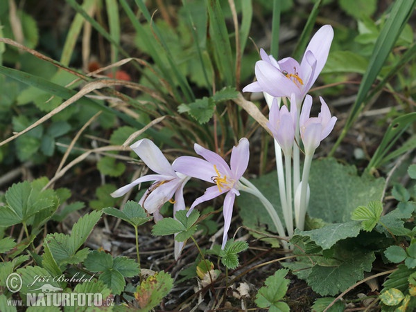 Autumn crocus, Meadow saffron, Naked lady (Colchicum autumnale)