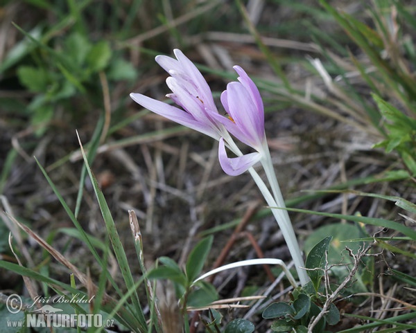 Autumn crocus, Meadow saffron, Naked lady (Colchicum autumnale)