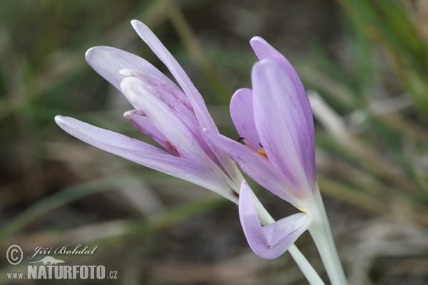 Autumn crocus, Meadow saffron, Naked lady (Colchicum autumnale)