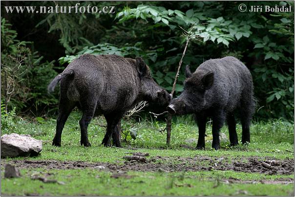 Babi hutan