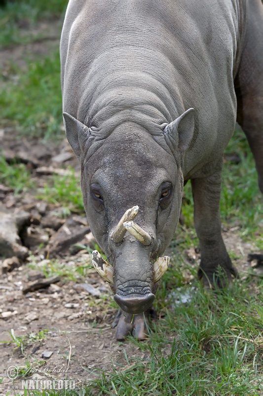 Babiroussa