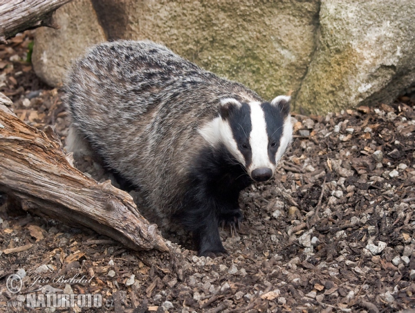 Badger (Meles meles)