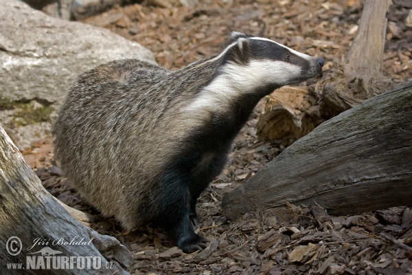 Badger (Meles meles)