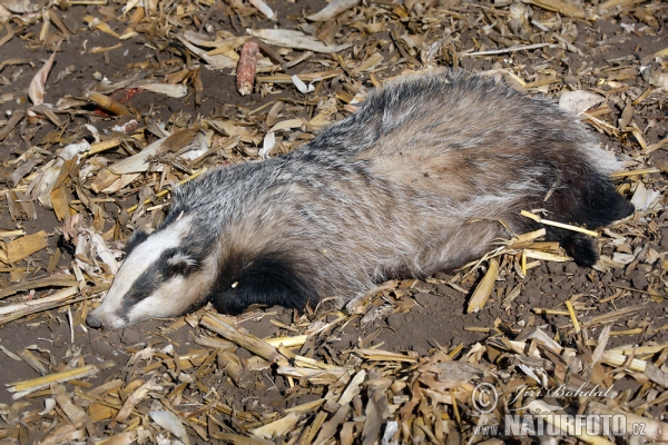Badger - Cadaver (Meles meles)
