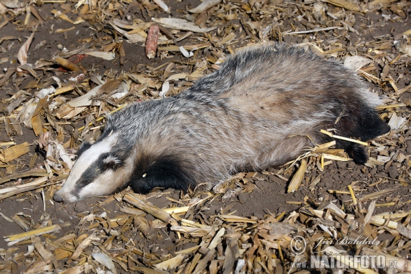 Badger Eropah