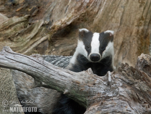 Badger Eropah