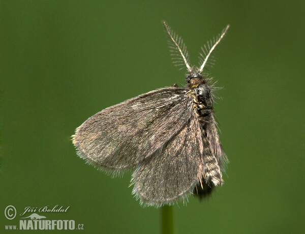 Bagworm (Psychidae sp.)