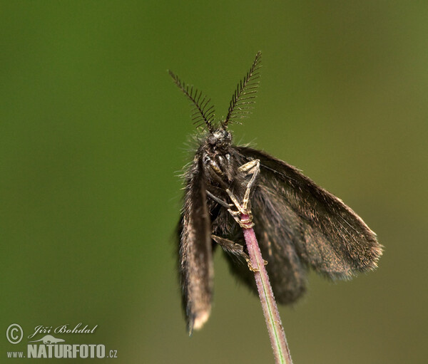 Bagworm (Psychidae sp.)