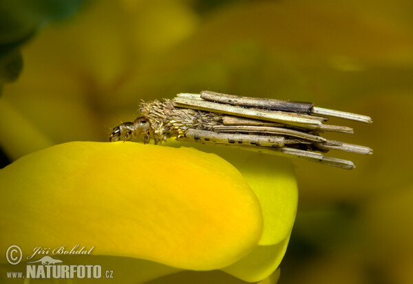 Bagworm (Psychidae sp.)