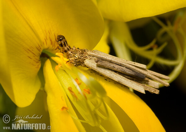 Bagworm (Psychidae sp.)