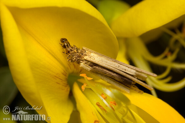 Bagworm (Psychidae sp.)