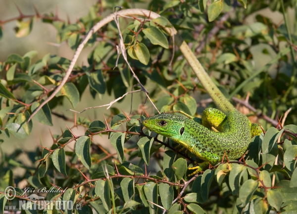 Balkan Green Lizard (Lacerta trilineata)