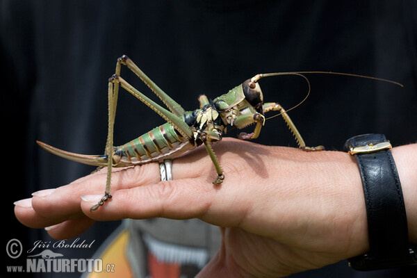 Balkan Sawing Cricket (Saga natoliae)