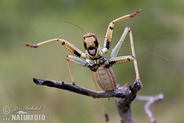 Balkan Sawing Cricket (Saga natoliae)