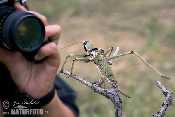 Balkan Sawing Cricket (Saga natoliae)