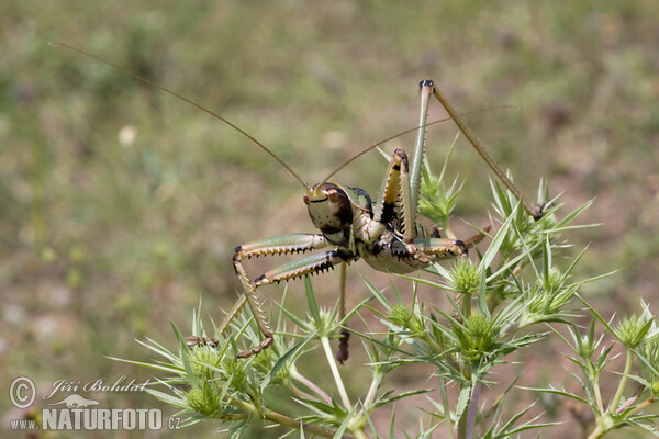 Balkan Sawing Cricket (Saga natoliae)