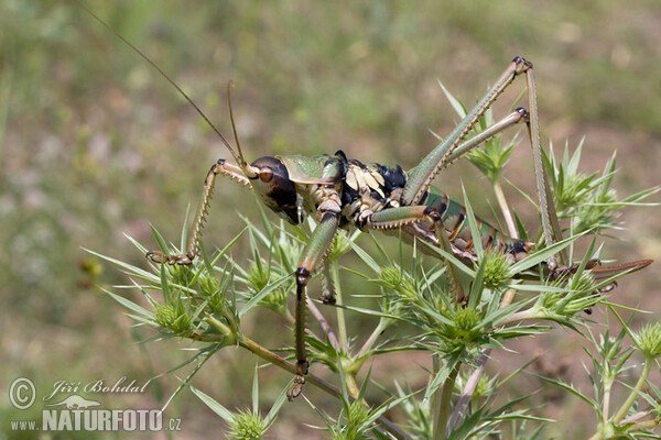 Balkan Sawing Cricket (Saga natoliae)