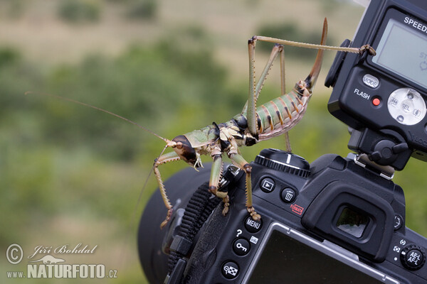 Balkan Sawing Cricket (Saga natoliae)