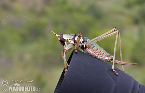 Balkan Sawing Cricket (Saga natoliae)