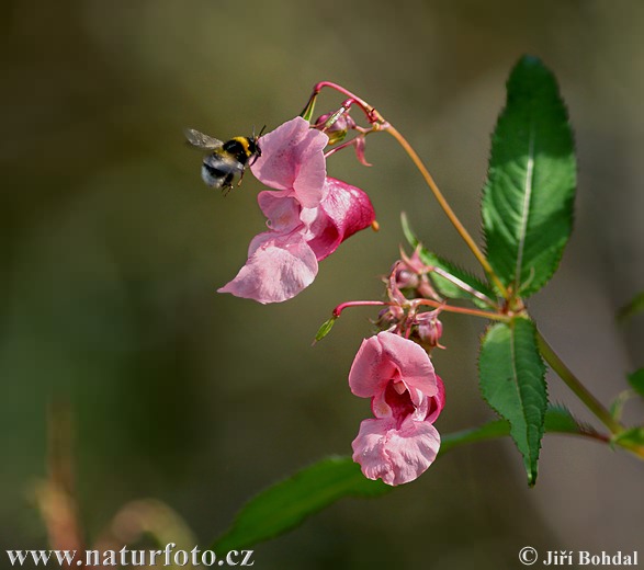 Balsamina ghiandolosa