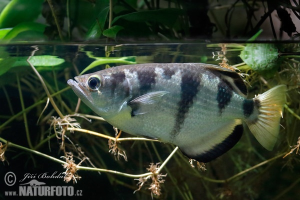 Banded Archerfish (Toxotes jaculatrix)