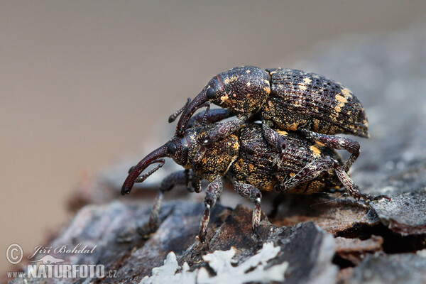 Banded Pine Weevil (Pissodes pini)