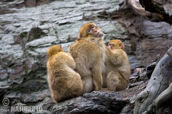 Barbary Macaque (Macaca sylvanus)