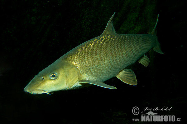 Barbel (Barbus barbus)