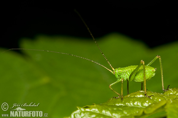 Barbitistes constrictus