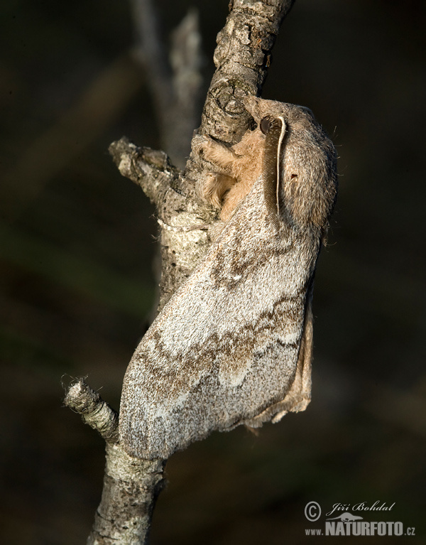 Barczatka sosnówka